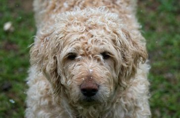 labradoodle kleurverandering hoe en wat gebeurt er