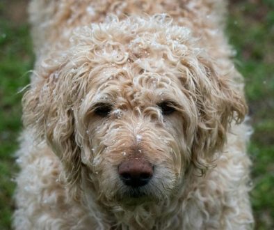 labradoodle kleurverandering hoe en wat gebeurt er