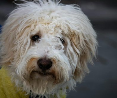 labradoodle pup van 8 weken de dos en donts