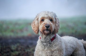 De Verhalen Achter de Afgekeurde Hulphond Labradoodle