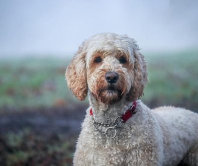 De Verhalen Achter de Afgekeurde Hulphond Labradoodle