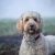 De Verhalen Achter de Afgekeurde Hulphond Labradoodle