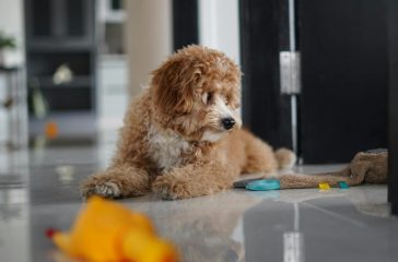 ontdek de hondenrassen die er zijn van een labradoodle
