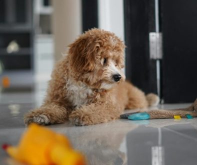 ontdek de hondenrassen die er zijn van een labradoodle