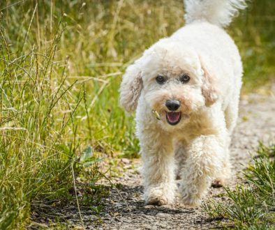 hoe kun je een labradoodle borstelen