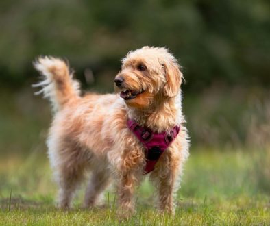 Wat kun je verwachten van een labradoodle herplaatsing