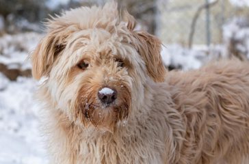 hoe kun je een labradoodle opvoeden