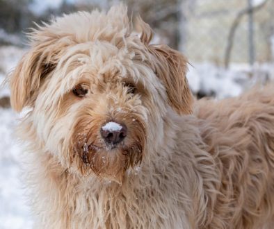 hoe kun je een labradoodle opvoeden