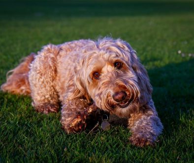 Ontdek de mini labradoodle en zijn eigenaardige eigenschappen
