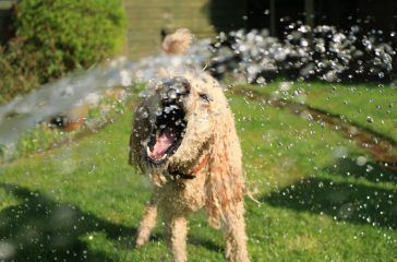 Alles wat je wil weten over het labradoodle karakter