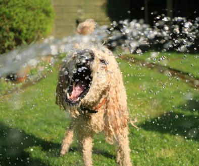 Alles wat je wil weten over het labradoodle karakter