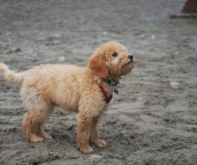 wat zijn de kenmerken van een labradoodle fleece vacht