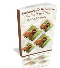 labradoodle geheimen