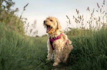 hoe ga je een labradoodle trimmen met een tondeuse