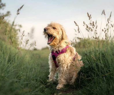 hoe ga je een labradoodle trimmen met een tondeuse