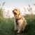 hoe ga je een labradoodle trimmen met een tondeuse