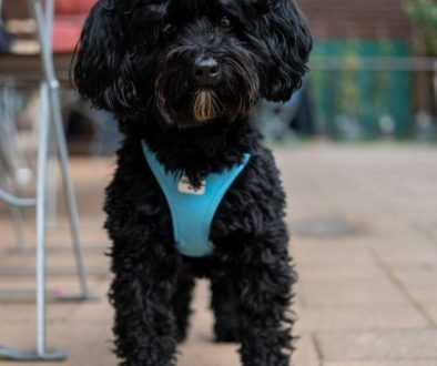 labradoodle zwarte ontdek de charmes