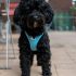 labradoodle zwarte ontdek de charmes