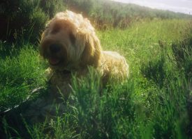 wat is het gewicht van een labradoodle medium