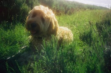 wat is het gewicht van een labradoodle medium