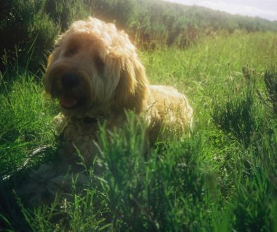 wat is het gewicht van een labradoodle medium
