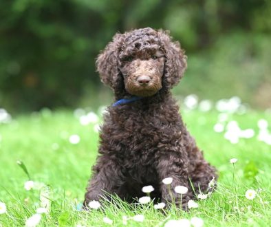 leeftijd labradoodle