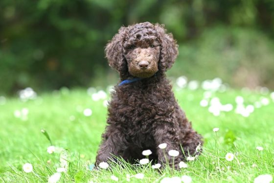 leeftijd labradoodle