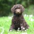 leeftijd labradoodle