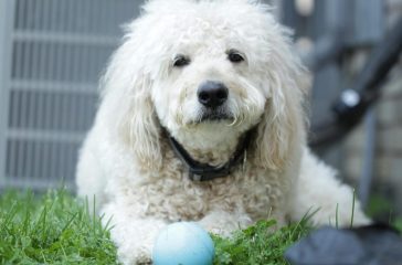 mini labradoodle puppies fratsen streken maar vooral veel liefde