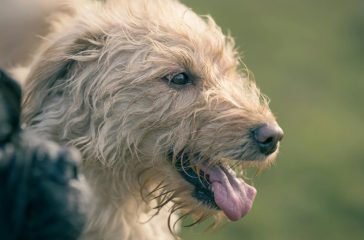 hoe kun je de snuit van een labradoodle het beste knippen