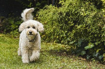 Hoe werkt de vacht verzorging van een labradoodle en hoe kun je dit bijhouden