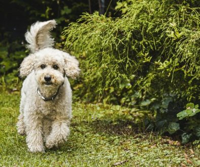 Hoe werkt de vacht verzorging van een labradoodle en hoe kun je dit bijhouden
