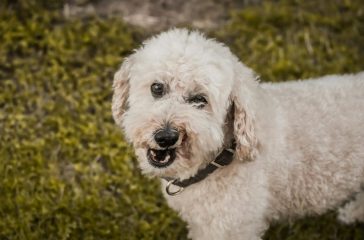 australian labradoodle mini fokker