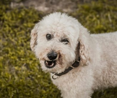 australian labradoodle mini fokker