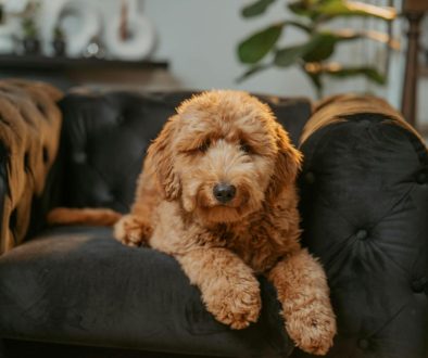 bruine labradoodle