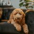 bruine labradoodle