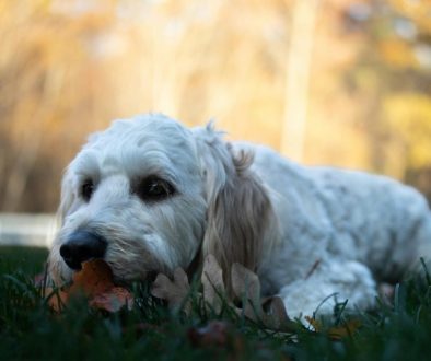 curly fleece labradoodle unieke vacht soort