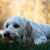 curly fleece labradoodle unieke vacht soort