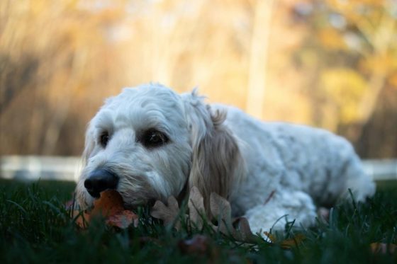 curly fleece labradoodle unieke vacht soort