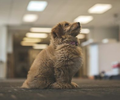 labra doodle abrikoos eigenschappen van dit unieke ras