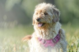Labradoodle herplaatsing KNGF