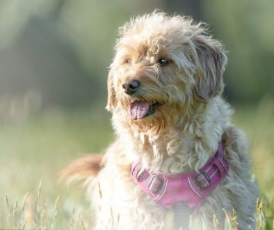 Labradoodle herplaatsing KNGF